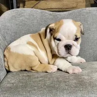 Fred , a male English Bulldog for sale in Houston, TX – 2 of 4