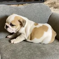 Fred , a male English Bulldog for sale in Houston, TX – 4 of 4