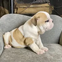 Fred , a male English Bulldog for sale in Houston, TX – 3 of 4
