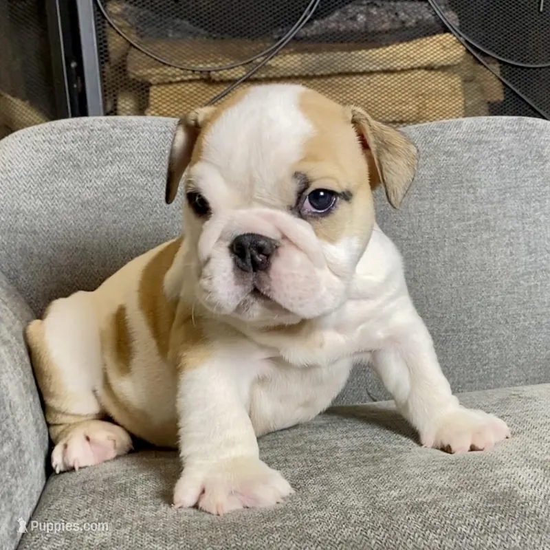 Fred  – English Bulldog puppy for sale in Houston, TX