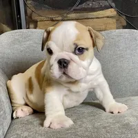 Fred , a male English Bulldog for sale in Houston, TX – 1 of 4
