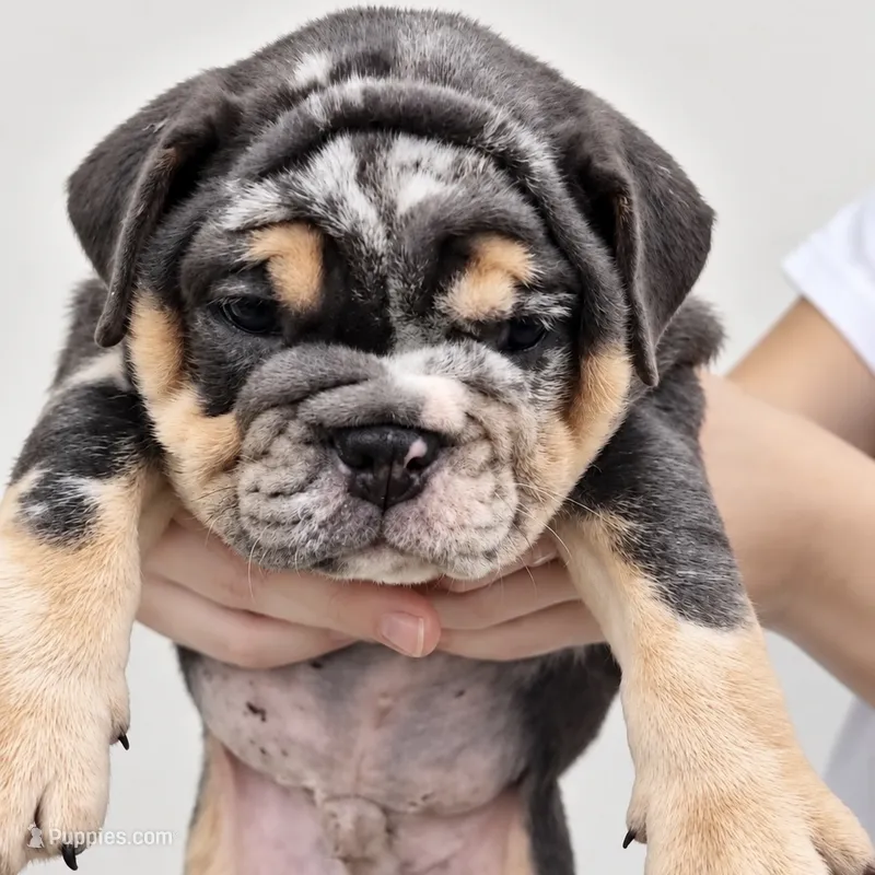 Diesel  – English Bulldog puppy for sale in Houston, TX