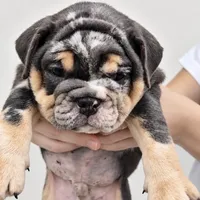 Diesel , a male English Bulldog for sale in Houston, TX – 1 of 2
