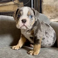 Milo , a male English Bulldog for sale in Houston, TX – 3 of 4