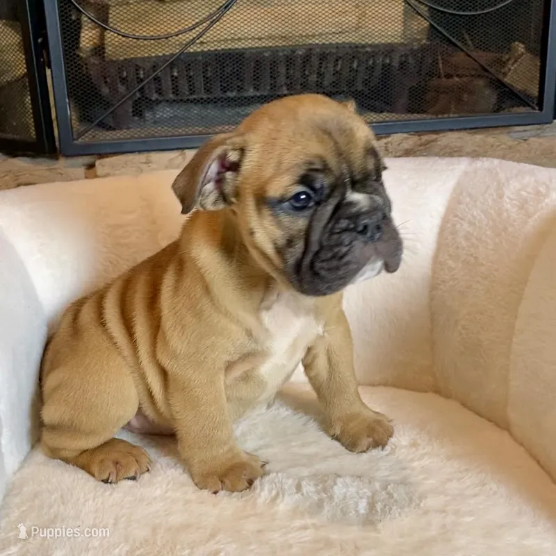 Cinnamon  – English Bulldog puppy for sale in Houston, TX