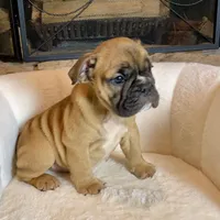 Cinnamon , a female English Bulldog for sale in Houston, TX – Photo 2 of 4