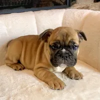 Cinnamon , a female English Bulldog for sale in Houston, TX – Photo 4 of 4