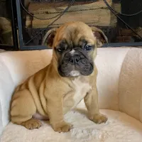 Cinnamon , a female English Bulldog for sale in Houston, TX – Photo 3 of 4