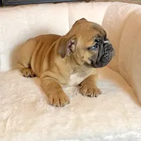 Cinnamon , a female English Bulldog for sale in Houston, TX – Photo 1 of 4