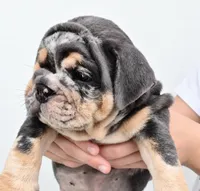 Diesel , a male English Bulldog for sale in Houston, TX – 2 of 2