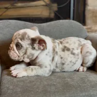 Mallow , a male English Bulldog for sale in Houston, TX – 4 of 5