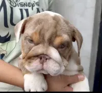 Hazel , a female English Bulldog for sale in Houston, TX – 2 of 5