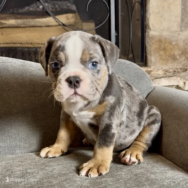 Milo  – English Bulldog puppy for sale in Houston, TX
