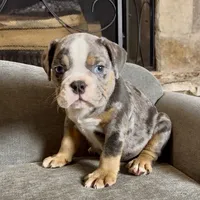 Milo , a male English Bulldog for sale in Houston, TX – 1 of 4
