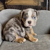 Milo , a male English Bulldog for sale in Houston, TX – 2 of 4