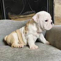 Bam Bam , a male English Bulldog for sale in Houston, TX – 5 of 5
