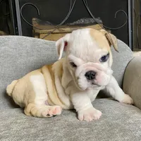 Bam Bam , a male English Bulldog for sale in Houston, TX – 2 of 5
