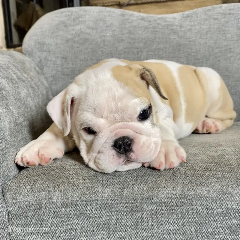 Bam Bam  – English Bulldog puppy for sale in Houston, TX