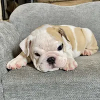 Bam Bam , a male English Bulldog for sale in Houston, TX – 1 of 5