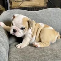Bam Bam , a male English Bulldog for sale in Houston, TX – 3 of 5