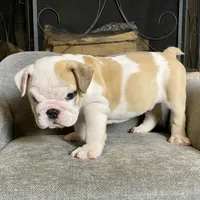 Bam Bam , a male English Bulldog for sale in Houston, TX – 4 of 5