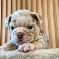 Willow , a female English Bulldog for sale in Houston, TX – 2 of 3