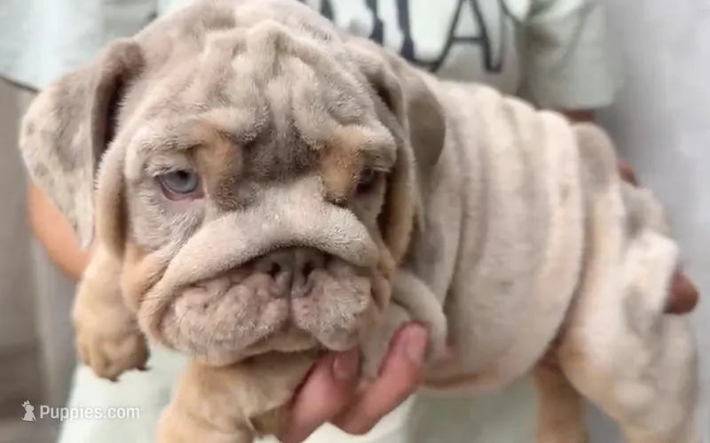 Diesel  – English Bulldog puppy for sale in Houston, TX