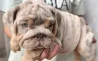 Diesel , a male English Bulldog for sale in Houston, TX – 1 of 4