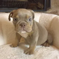 Bella , a female English Bulldog for sale in Houston, TX – 2 of 3