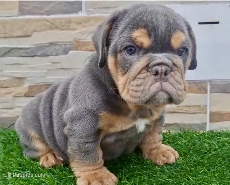 Ruby  – English Bulldog puppy for sale in Houston, TX