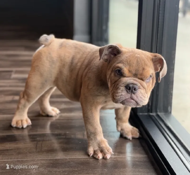 Grumpy  – English Bulldog puppy for sale in Houston, TX