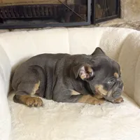 Chloe , a female English Bulldog for sale in Houston, TX – 4 of 4