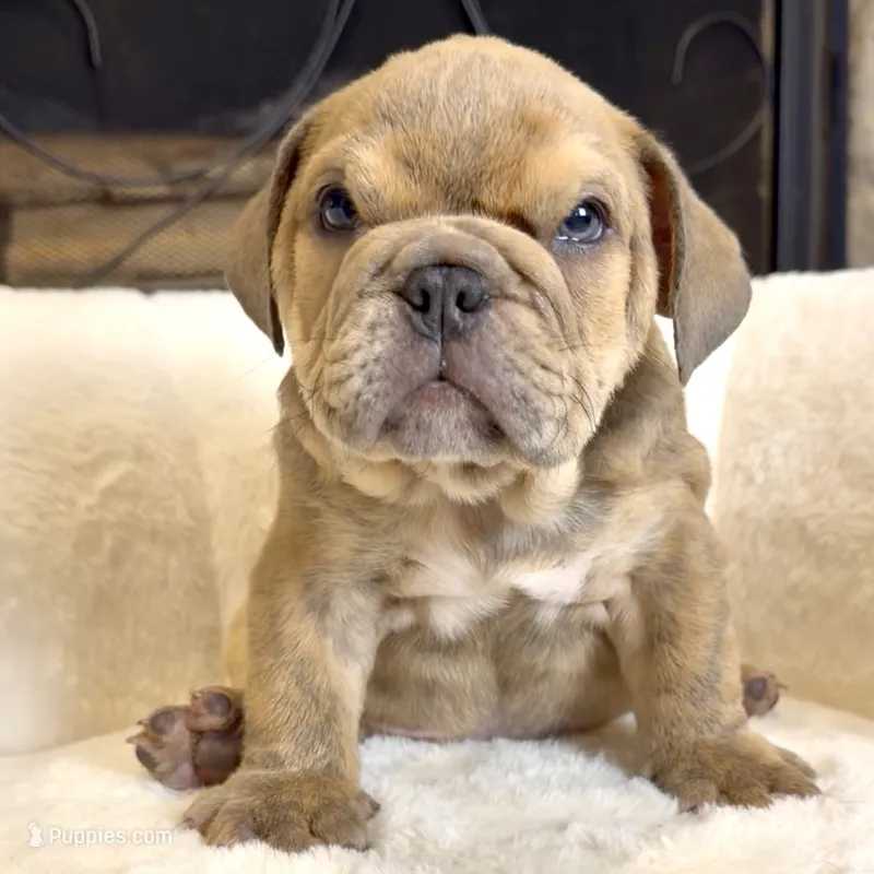 Grumpy  – English Bulldog puppy for sale in Houston, TX