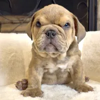 Grumpy , a male English Bulldog for sale in Houston, TX – 1 of 4