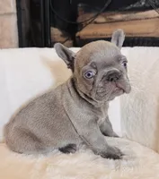 Blue, a male French Bulldog for sale in Houston, TX – 3 of 3