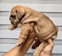 Apollo , a male English Bulldog for sale in Houston, TX – 2 of 3