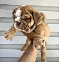 Apollo , a male English Bulldog for sale in Houston, TX – 1 of 3