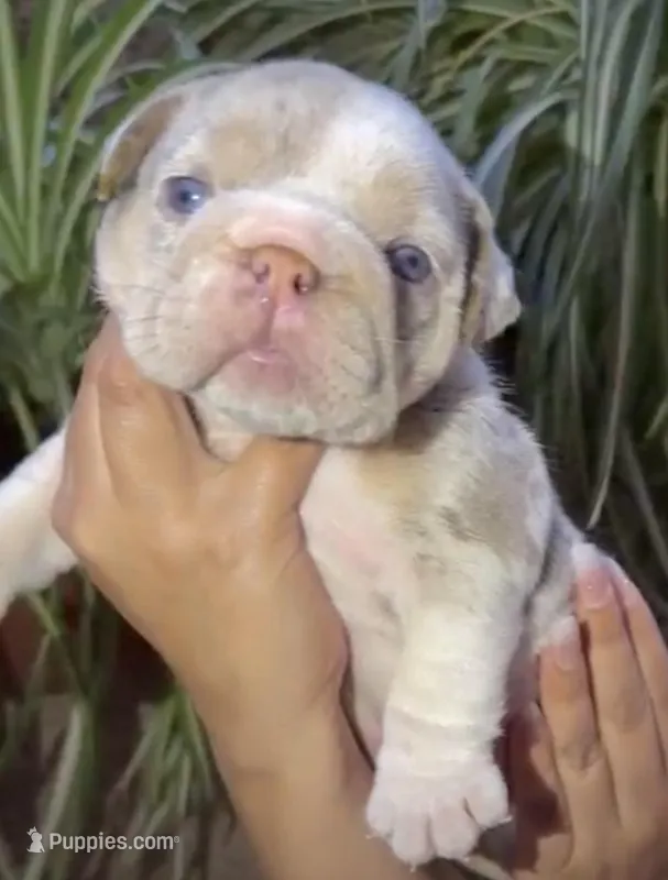 Aria  – English Bulldog puppy for sale in Houston, TX