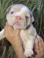 Aria , a female English Bulldog for sale in Houston, TX – Photo 1 of 3