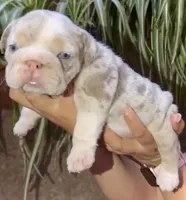 Aria , a female English Bulldog for sale in Houston, TX – Photo 2 of 3