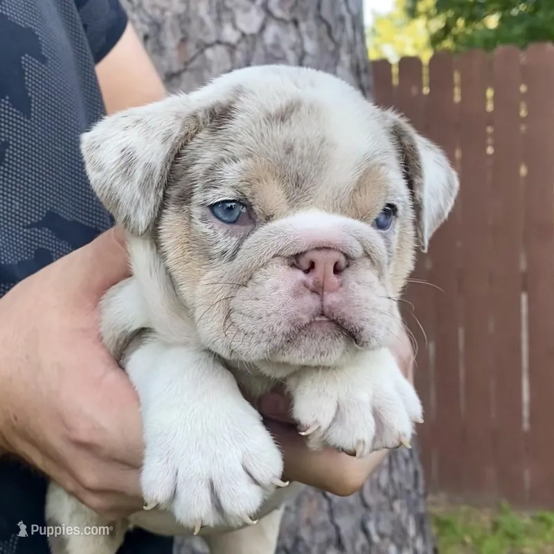 Aria  – English Bulldog puppy for sale in Houston, TX