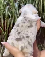 Aria , a female English Bulldog for sale in Houston, TX – Photo 3 of 3