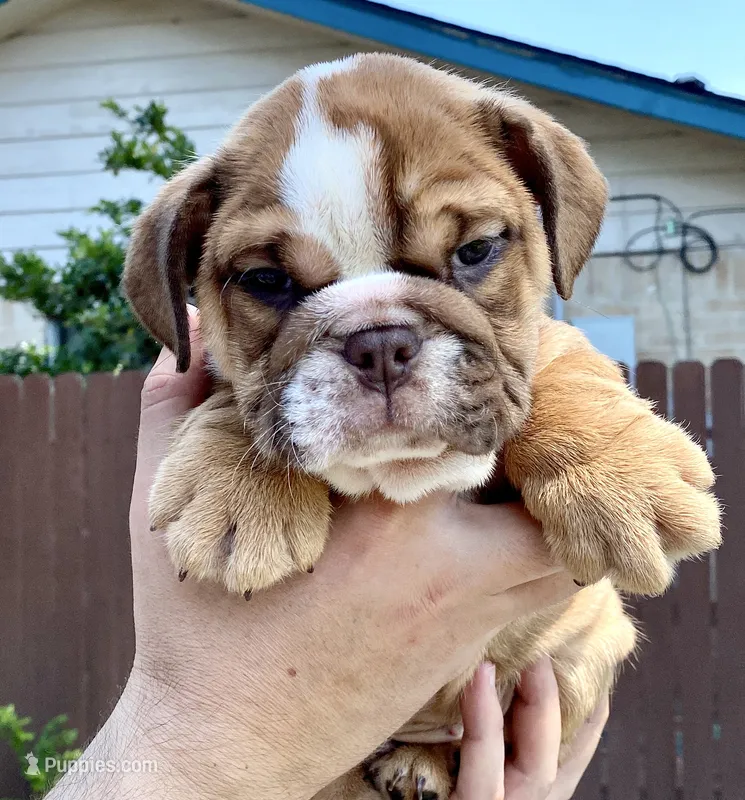 Apollo  – English Bulldog puppy for sale in Houston, TX