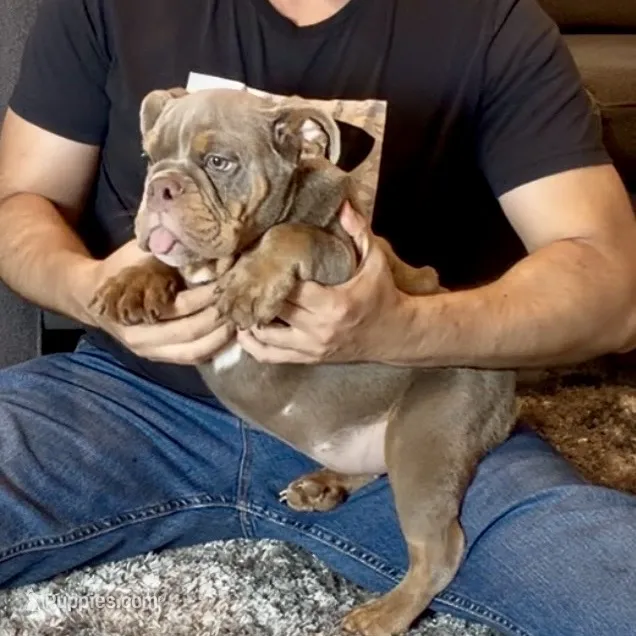 Bella  – English Bulldog puppy for sale in Houston, TX