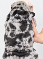 Gucci, a female English Bulldog for sale in Houston, TX – 2 of 2