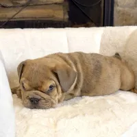 Grumpy , a male English Bulldog for sale in Houston, TX – 4 of 4