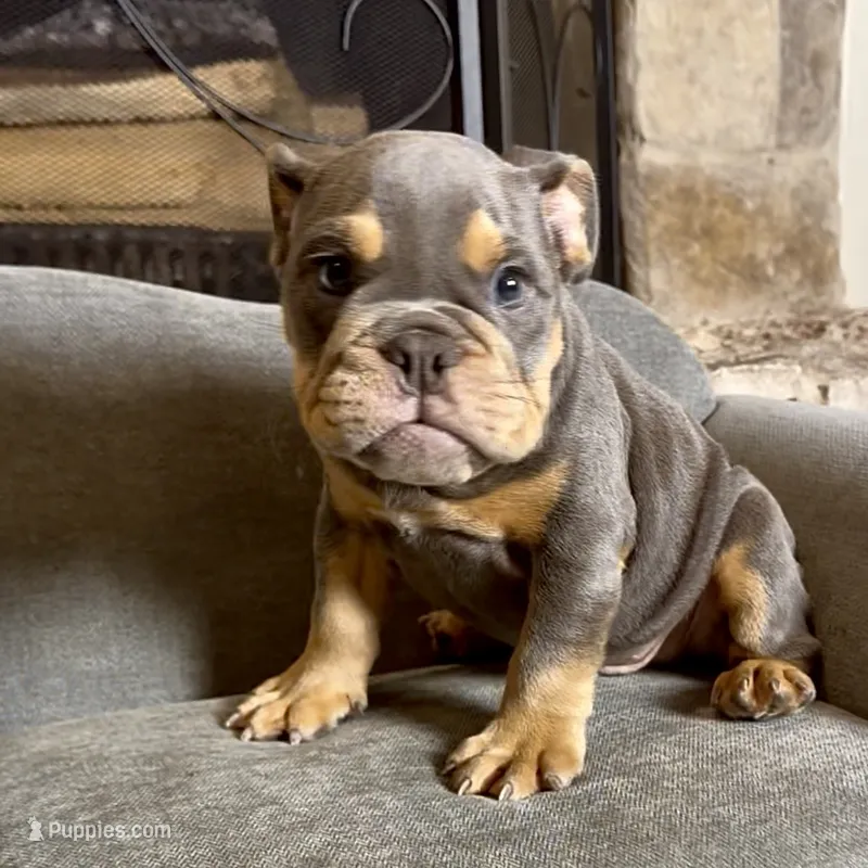 Bruno  – English Bulldog puppy for sale in Houston, TX