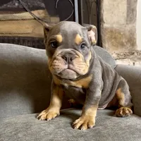 Bruno , a male English Bulldog for sale in Houston, TX – 1 of 4