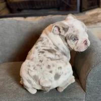 Mallow , a male English Bulldog for sale in Houston, TX – 5 of 5