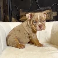 Daisy , a female English Bulldog for sale in Houston, TX – 2 of 4